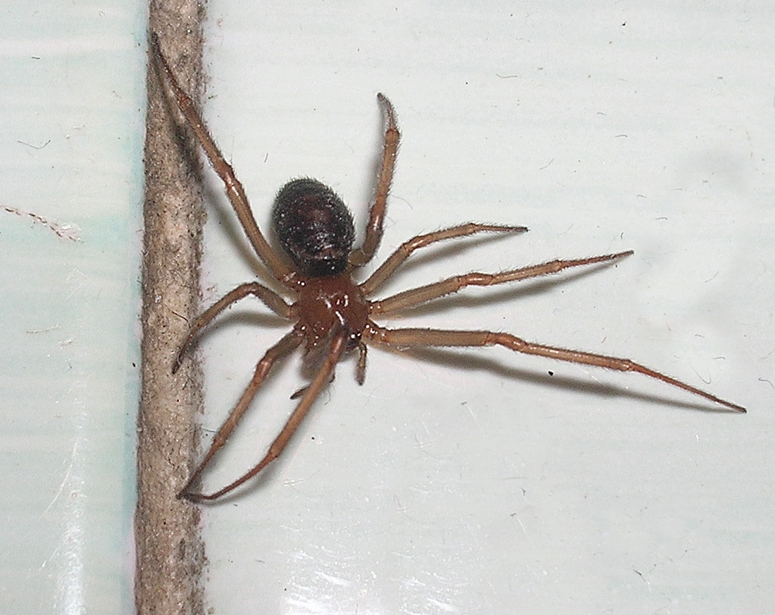 Steatoda sp.